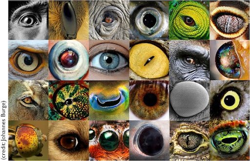 24 eyes from different animals