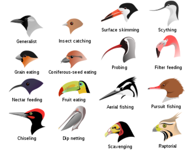 various bird beak shapes
