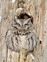 owl camouflaged into tree